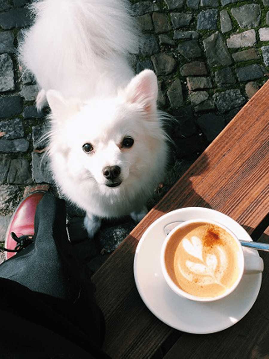 is-coffee-safe-dogs-1_o